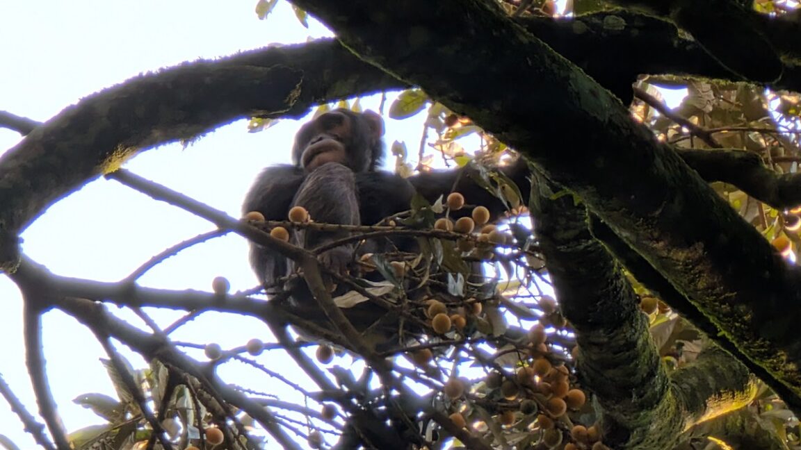 Chimpanzees' Urine Reveals High Levels of Alcohol Byproduct