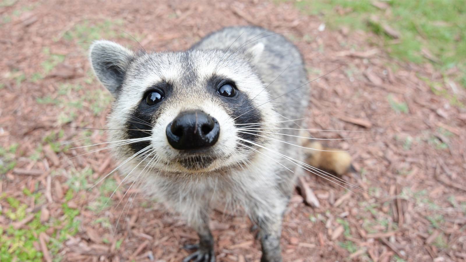 Ubuntu 26.04 Resolute Raccoon: A New Era for Linux