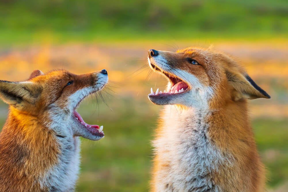 Firefox Split View 149 Beta: A Game-Changer for Multitaskers