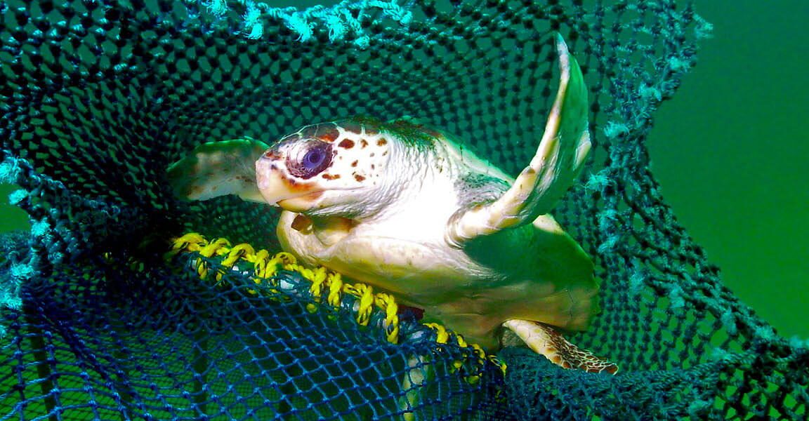 Fish Smartly: How New Tech Saves Marine Life