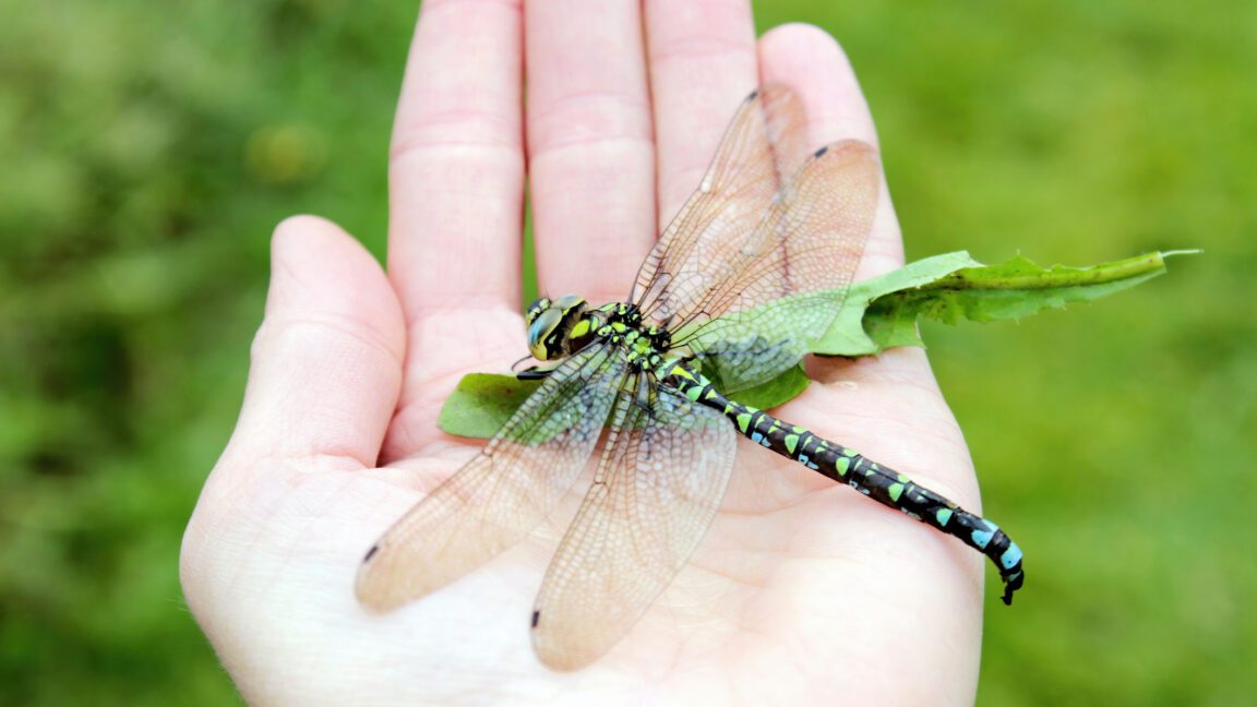 Why No Giant Dragonflies Today? Debunking the Oxygen Theory