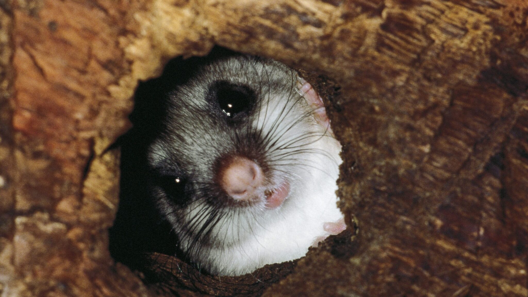 Heterothermy: The Animals That Control Their Body Heat
