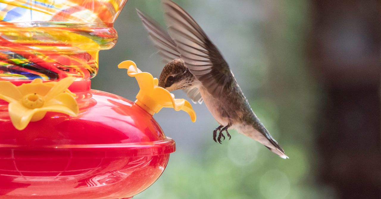 Hummingbird Feeders
