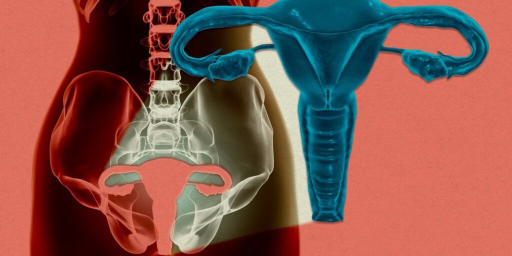 Uterus Kept Alive Outside Body for First Time