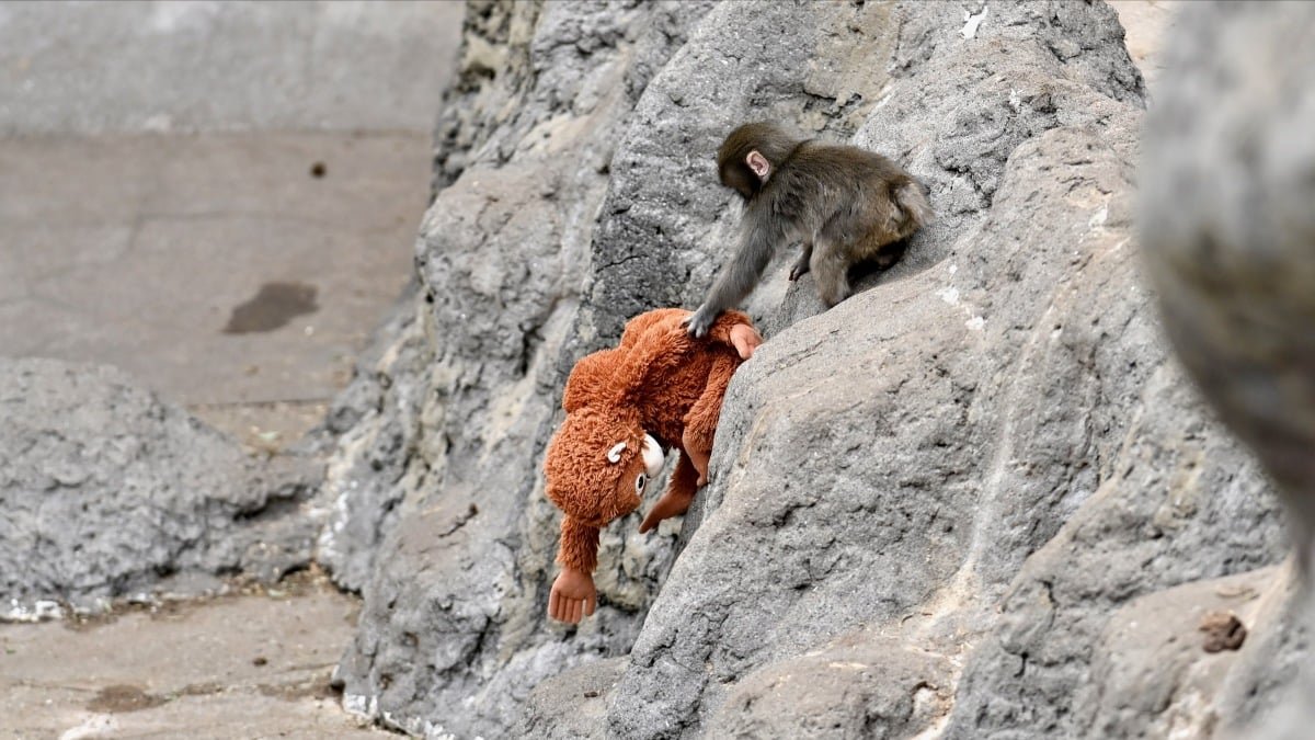 The Rise of AI-Generated Videos: Can You Spot the Fake Punch the Monkey Clips?