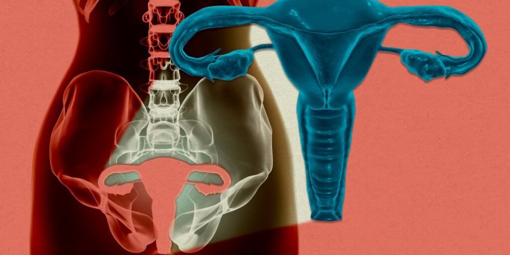 Uterus Kept Alive Outside Body for First Time